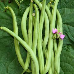 Dwarf Yellow French bean Contender